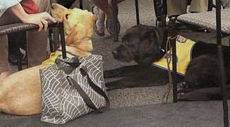 Service dogs in training patiently waiting under a desk
